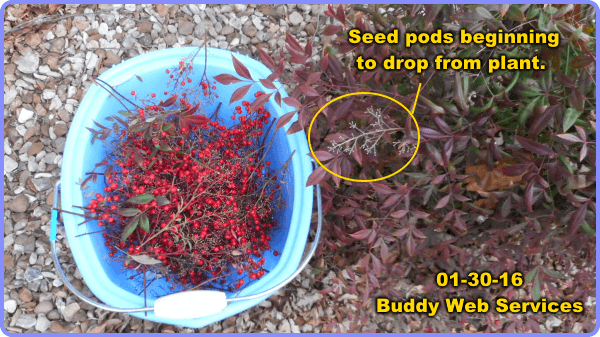 3-nandina-berries-bucket-bush